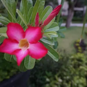 Ruby Nusa Dua Bali Апарт-отель Нуса-Дуа